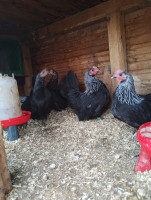 /album/fotogalerie-japonka-cabo/img-20251104-155145878-jpg/