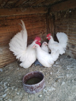 /album/fotogalerie-japonka-cabo/img-20251106-134413749-1-jpg/