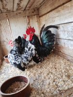 /album/fotogalerie-japonka-cabo/img-20260302-160140983-png1/