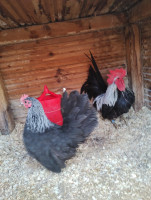 /album/fotogalerie-japonka-cabo/img-20260302-155952280-jpg/