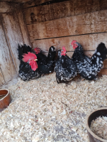 /album/fotogalerie-japonka-cabo/img-20260302-160446137-png/