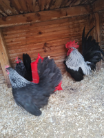 /album/fotogalerie-japonka-cabo/img-20260302-160014665-mp-png/