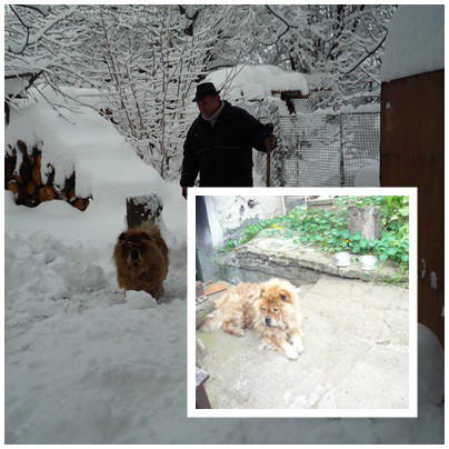 CELOŽIVOTNÍ LÁSKA CHOW CHOW