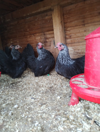 černé střibrokrké