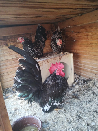 Japonka černá bíle svrnitá